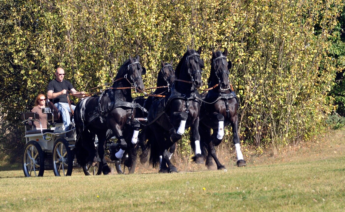 Vierspänner Friesen im Herbstfeld