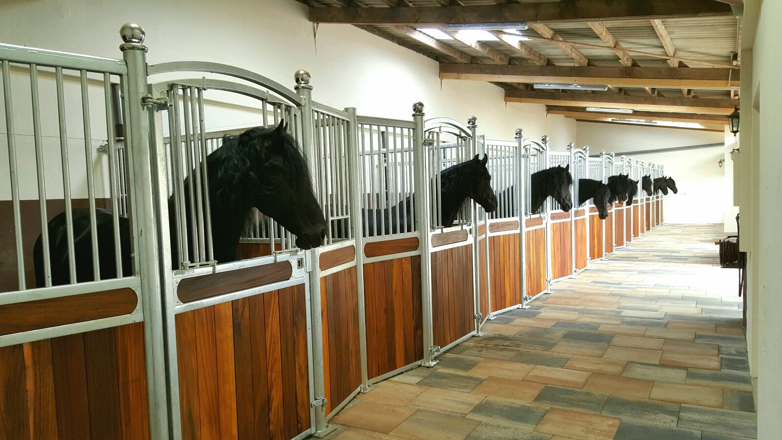 Innenansicht der Stallgasse mit Friesenpferden