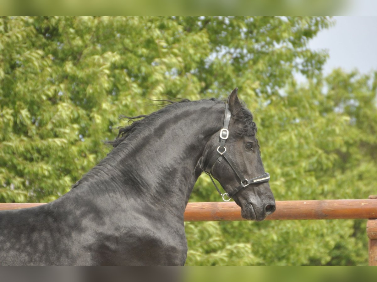 Friese NL · Hengst, 5 Jahre