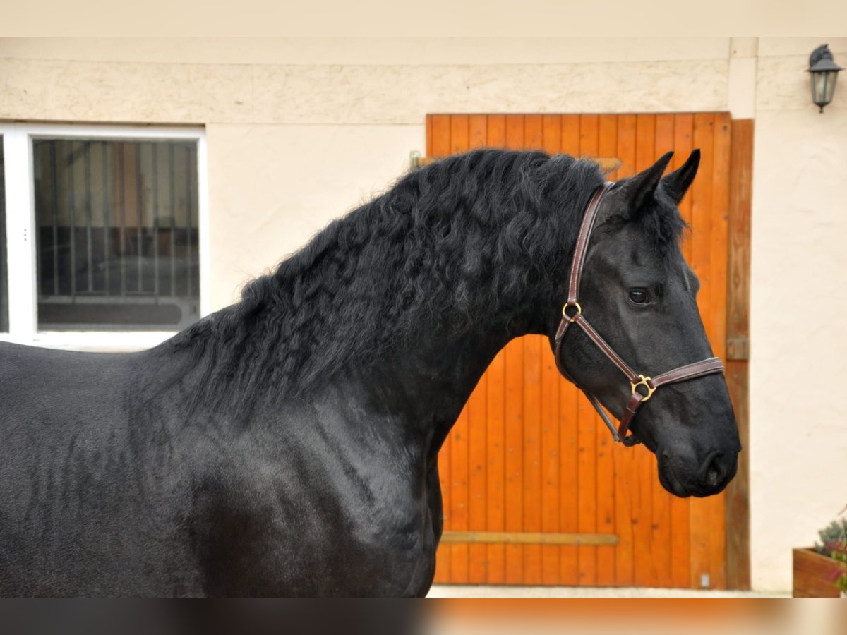 Friese NL · Hengst, 4 Jahre