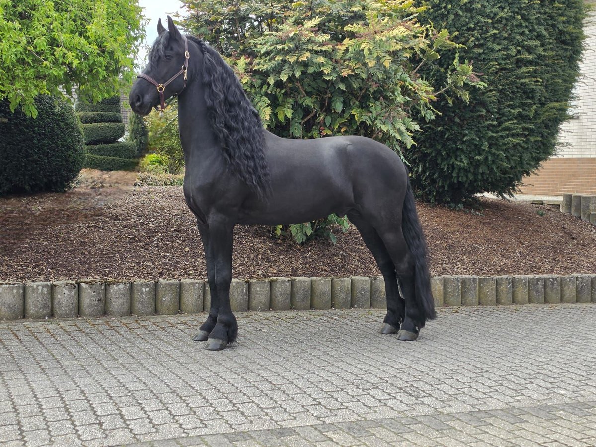 Friese NL · Hengst, 5 Jahre