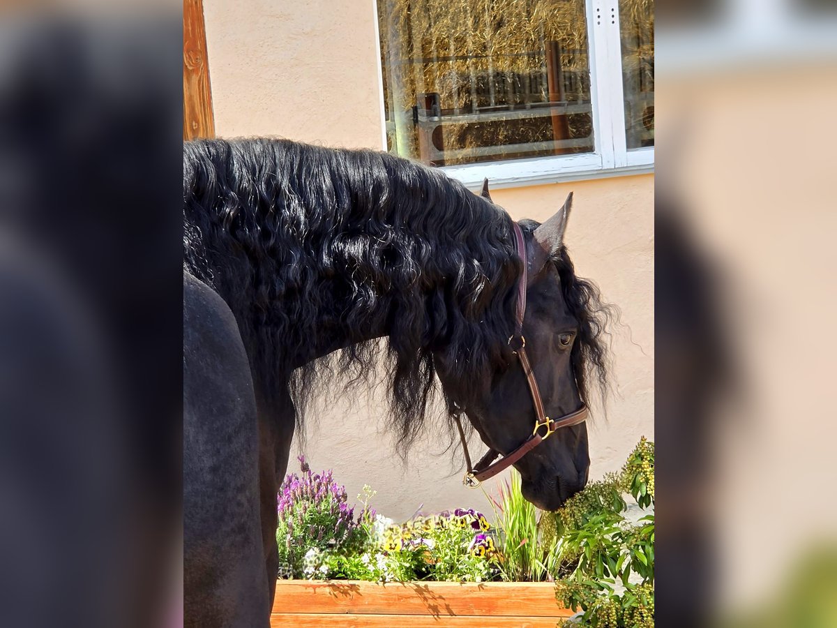 Friese NL · Hengst, 3 Jahre