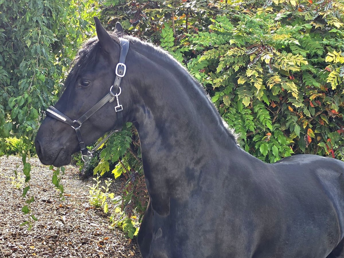 Friese NL · Hengst, 3 Jahre