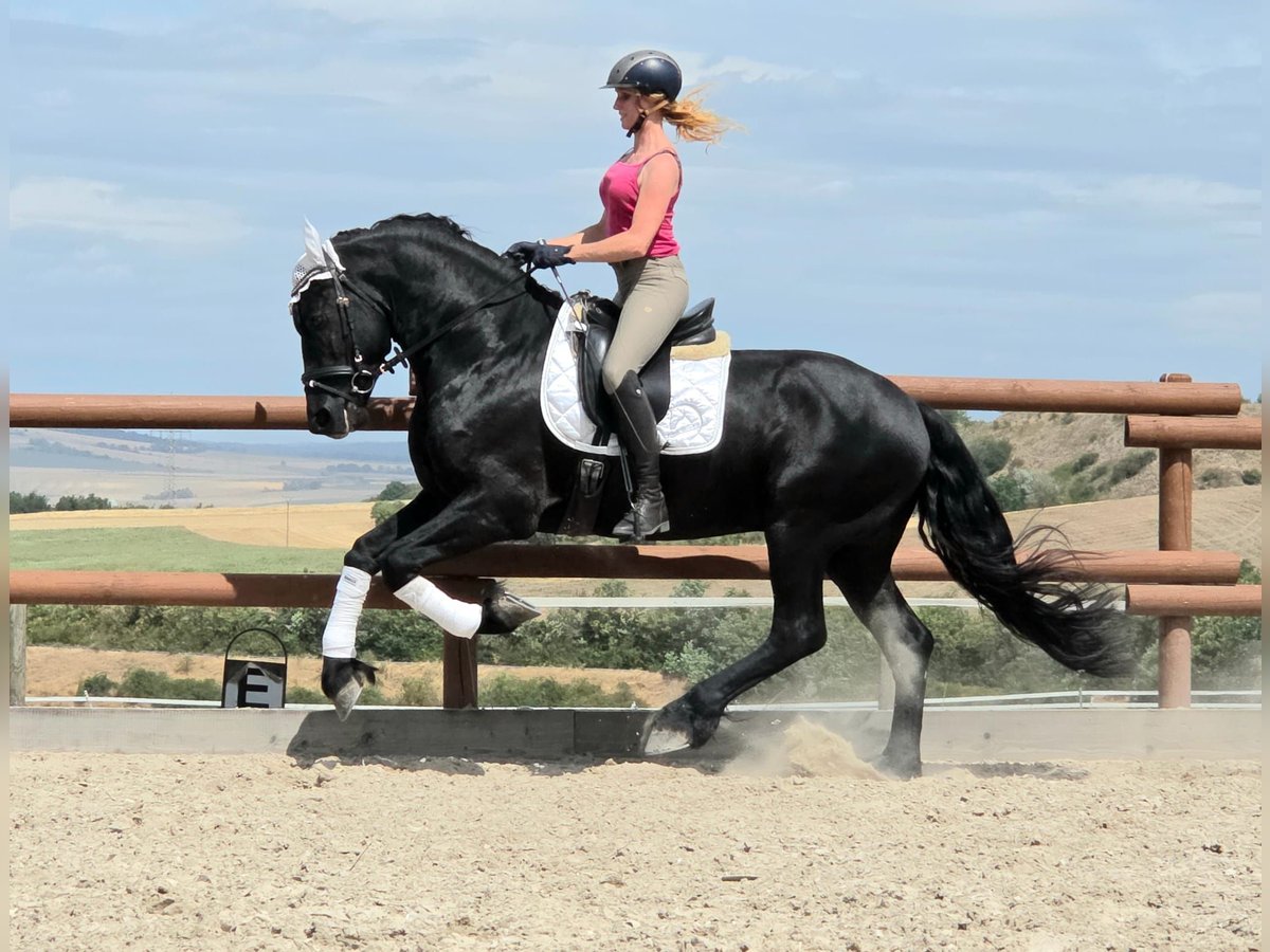 Friese NL · Hengst, 3 Jahre