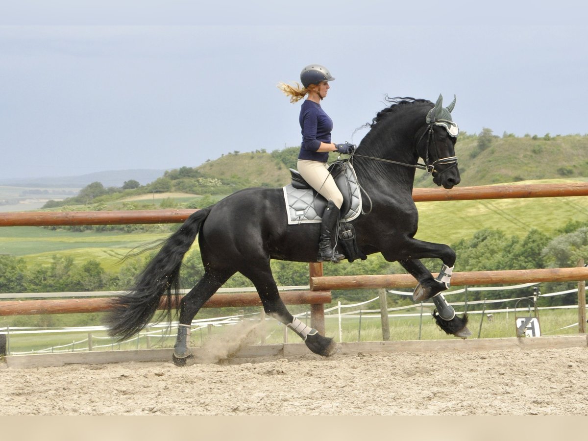 Friese NL · Hengst, 5 Jahre