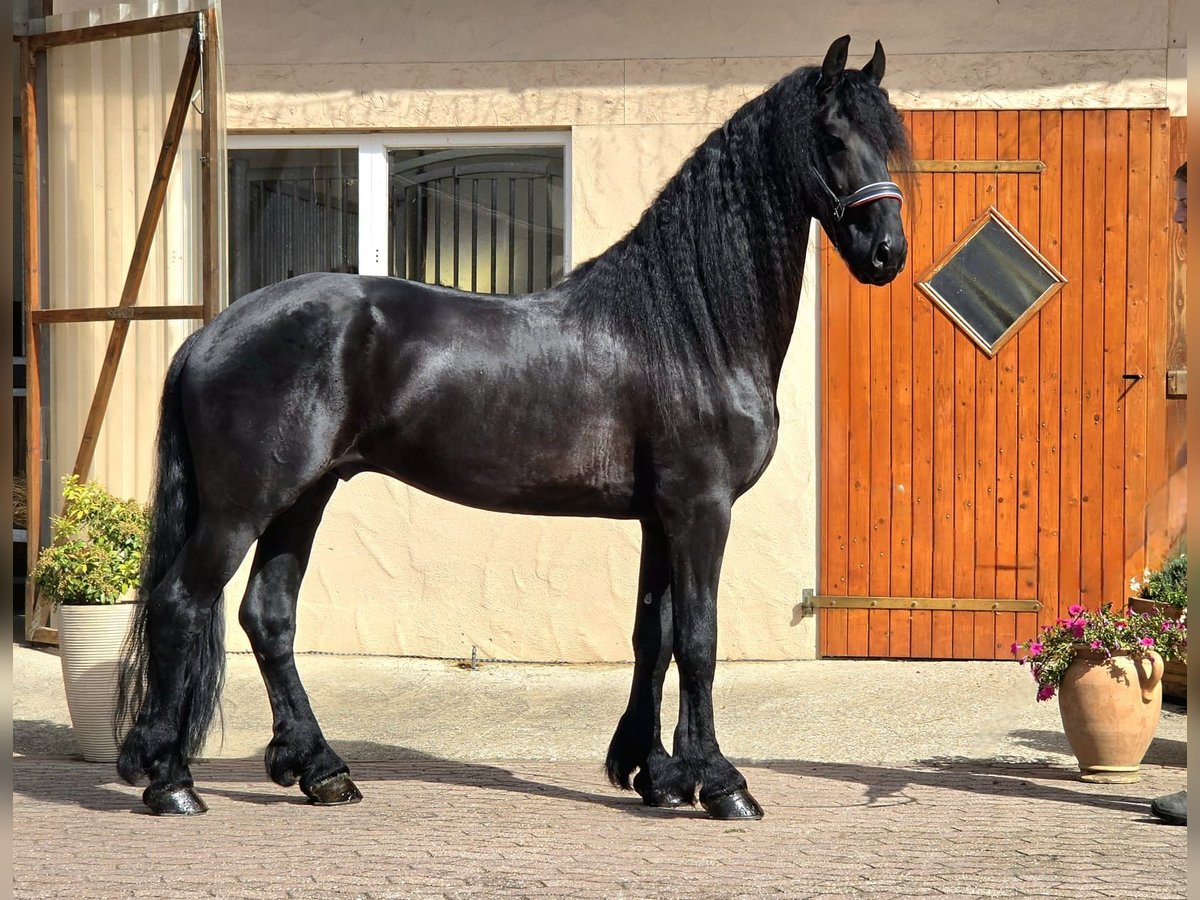 Friese NL · Hengst, 5 Jahre