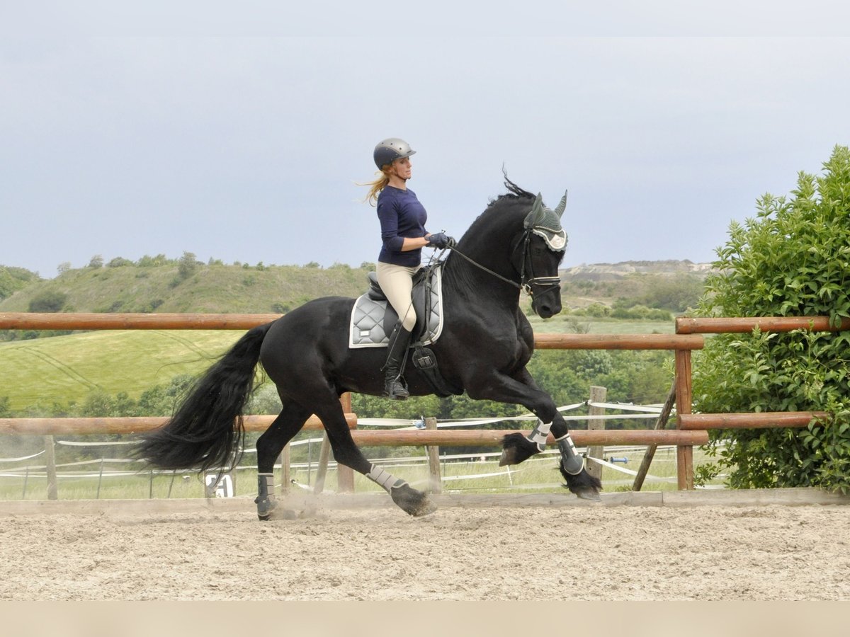 Friese NL · Hengst, 5 Jahre