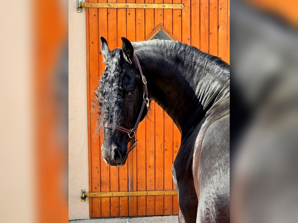 Friese NL · Hengst, 3 Jahre