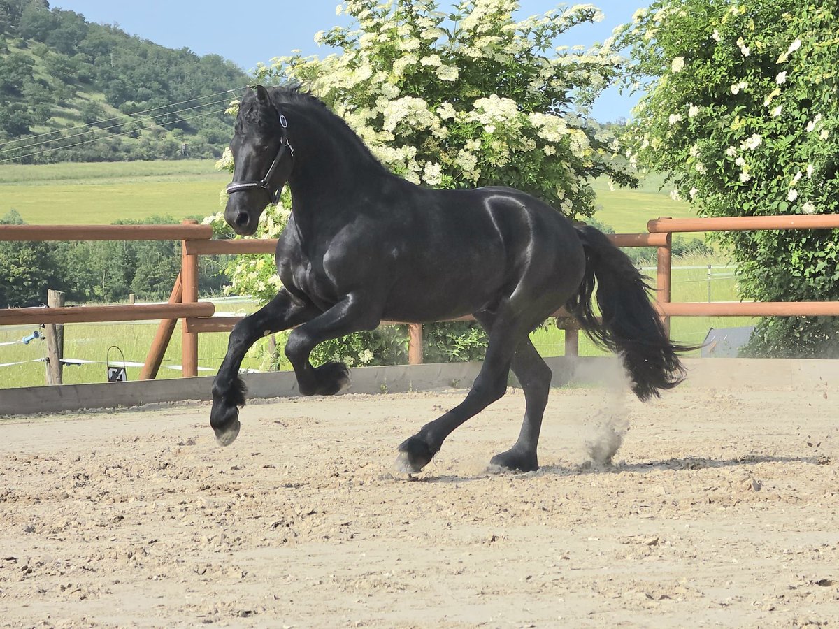 Friese NL · Hengst, 3 Jahre