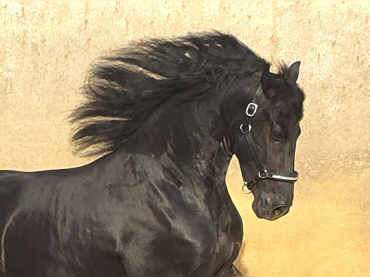 Friese NL · Hengst, 3 Jahre