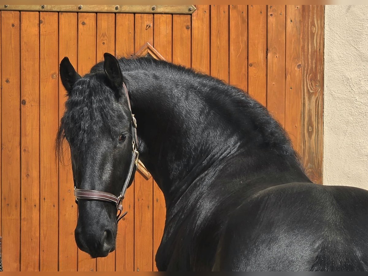 Friese NL · Wallach, 3 Jahre