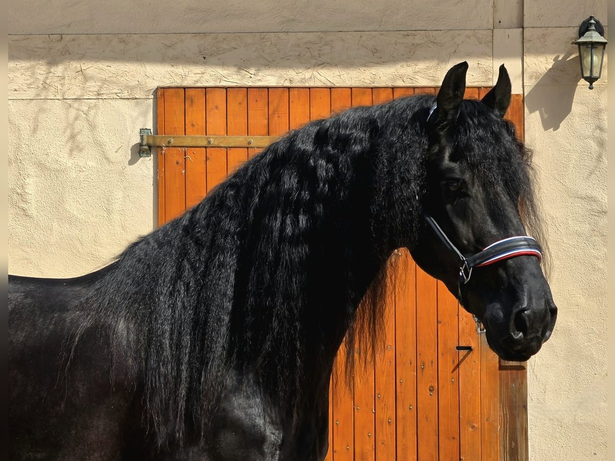 Friese NL · Hengst, 5 Jahre
